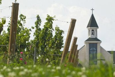 vineyards catholic parishes